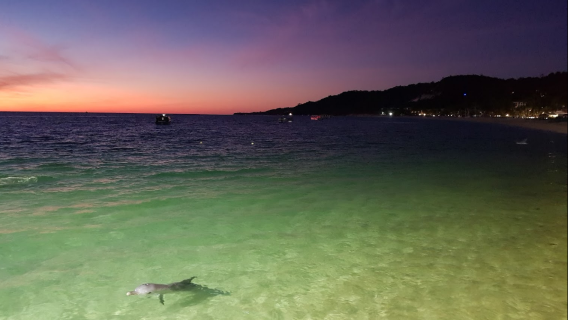 Tangalooma Wild Dolphin Feeding