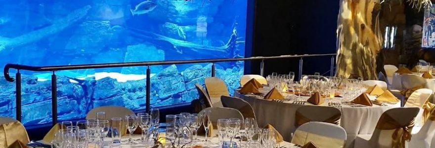 Dundees at the Cairns Aquarium