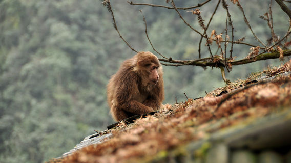 Mt. Emei Natural Ecology Monkey Reserve
