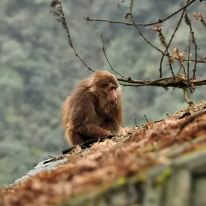 Mt. Emei Natural Ecology Monkey Reserve