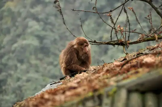 峨眉山生態猴區附近的飯店