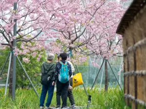 กิจกรรมในฤดูใบไม้ผลิ50ยอดนิยมในเซี่ยงไฮ้