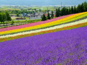 霍城薰衣草