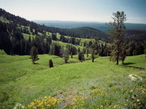 Parco nazionale di Yellowstone