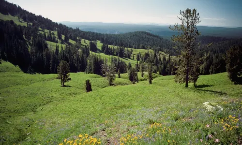 Yellowstone National Park