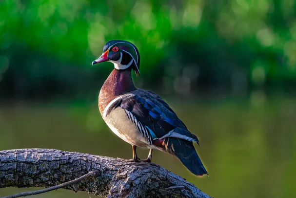 2_White Rock Lake Park