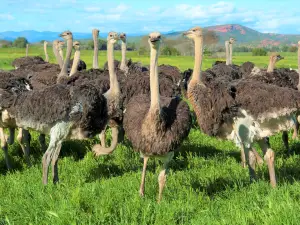 하이게이트 타조 쇼 농장