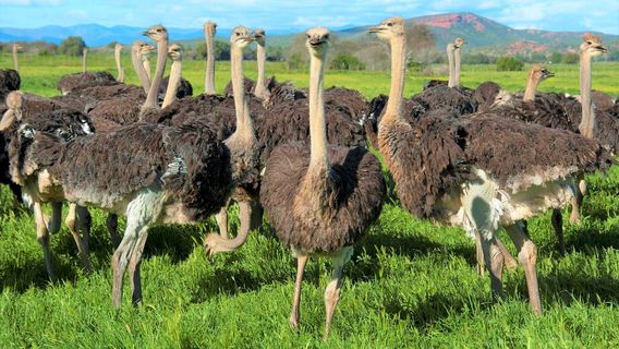 Highgate Ostrich Show Farm