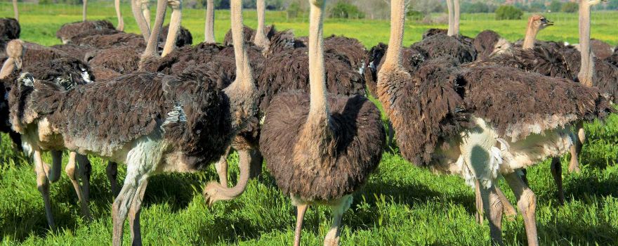 하이게이트 타조 쇼 농장