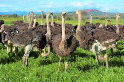 Highgate Ostrich Show Farm