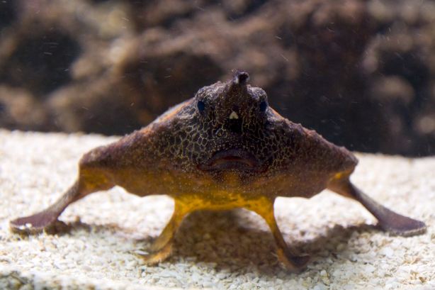 Sao Paulo Aquarium