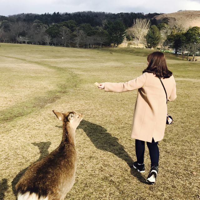 사슴이 가득한 곳, 사슴공원