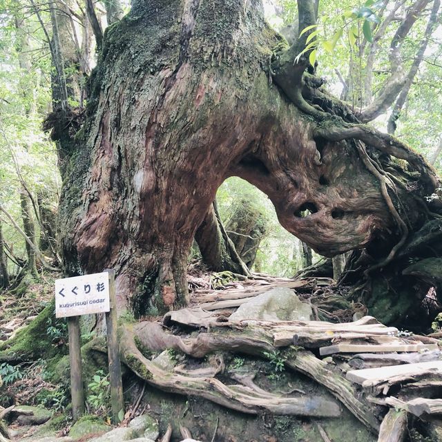 世界遺産ー屋久島