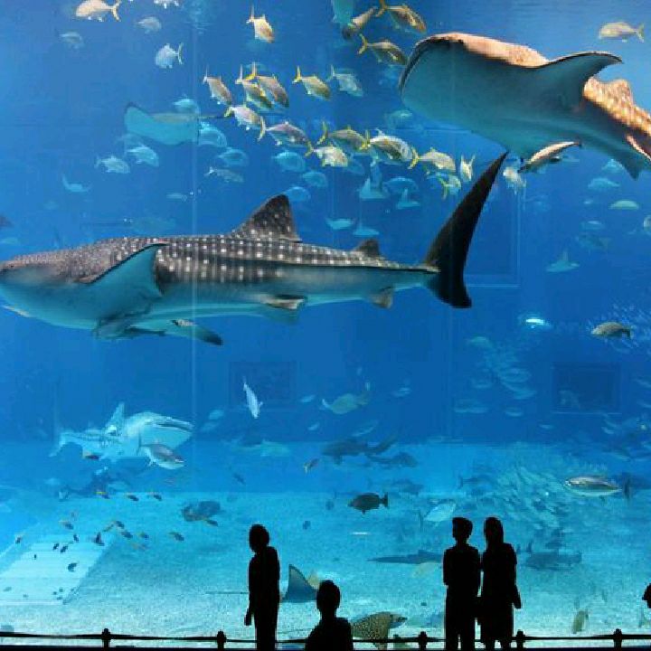 Biggest Fish Tank In The World