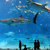 Biggest Aquarium Tank in the World