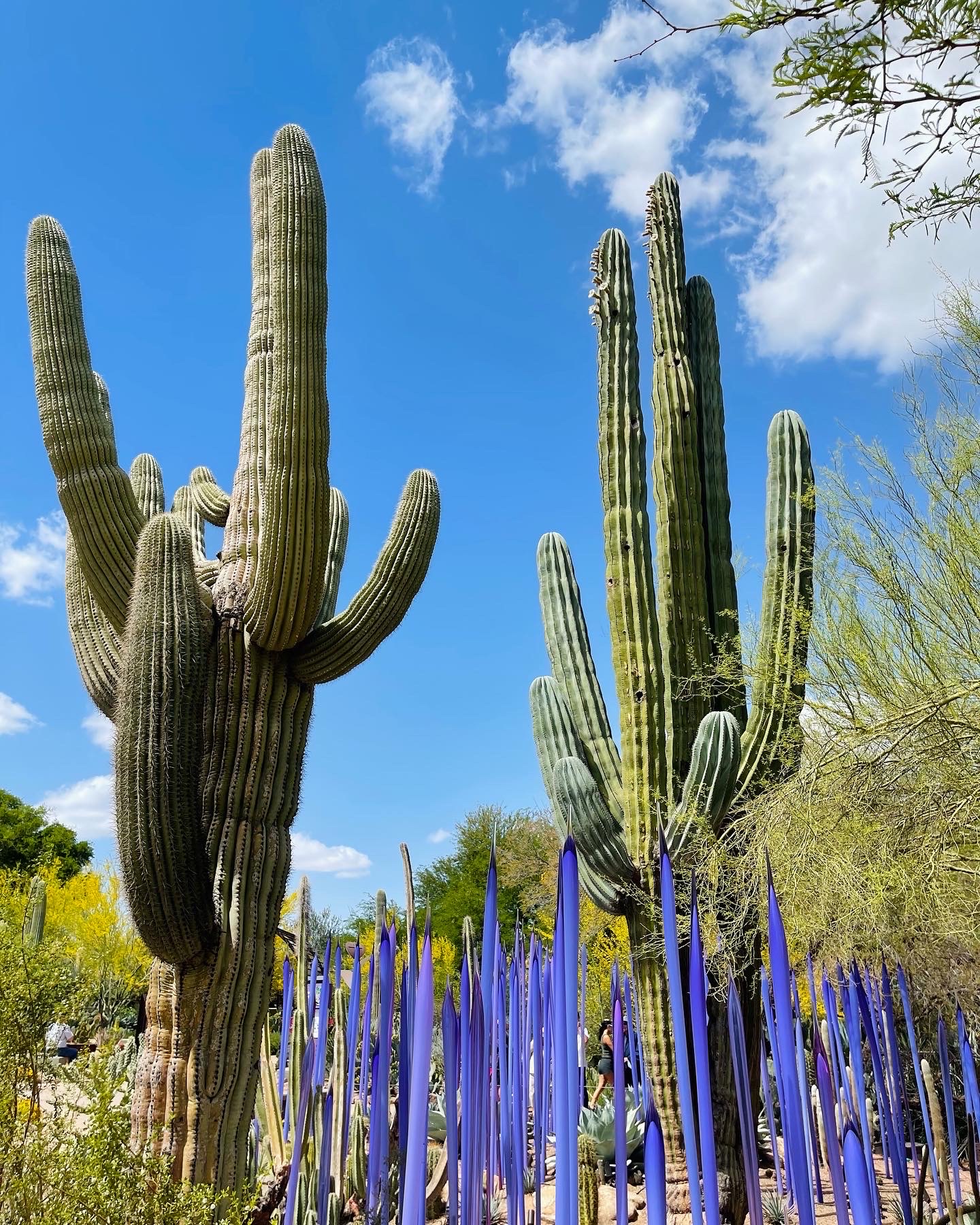砂漠植物園 のレビュー 砂漠植物園 のチケット 砂漠植物園 の割引 砂漠植物園 の交通機関 所在地 営業時間 砂漠植物園 周辺の観光スポット ホテル グルメ Trip Com