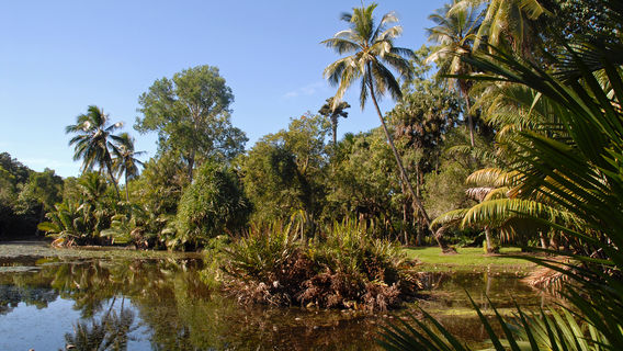 Cairns Botanic Gardens.