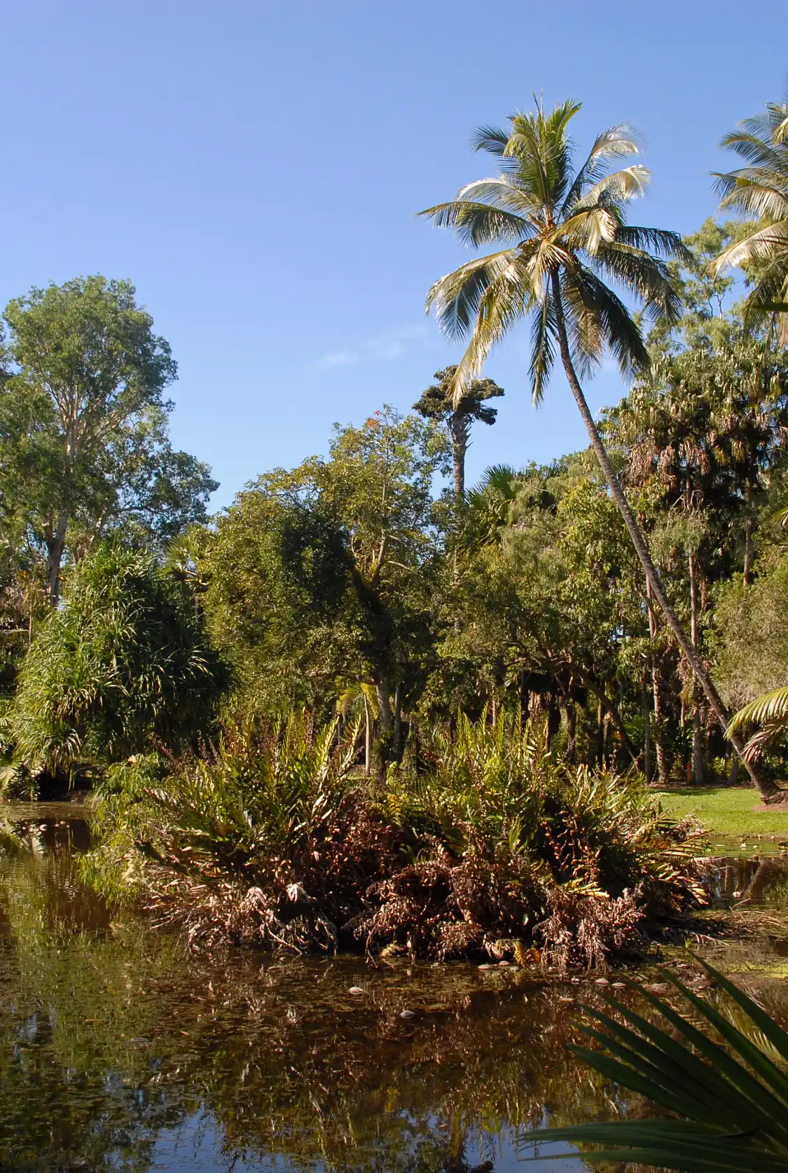 Hotels near Cairns Botanic Gardens.