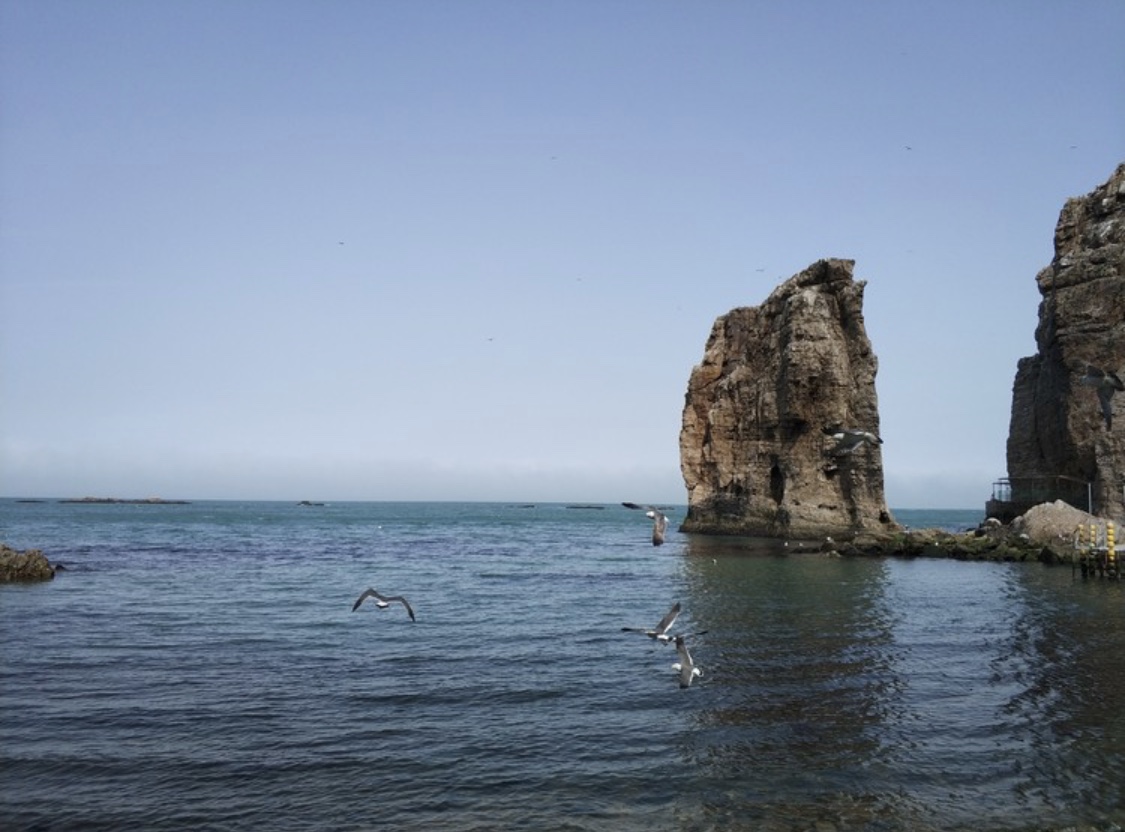 海驢島旅遊攻略指南 海驢島評價 海驢島附近推薦 Trip Com