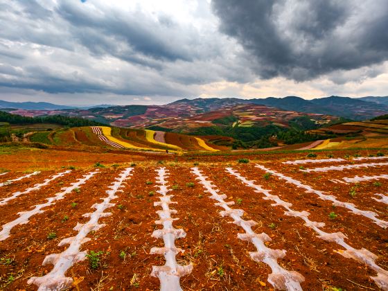 Dongchuan Red Land