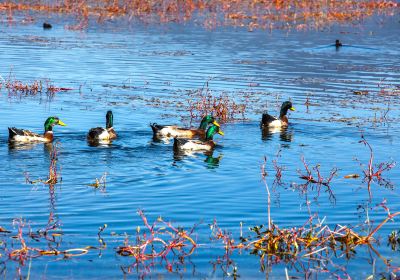 Zhangye National Wetland Park