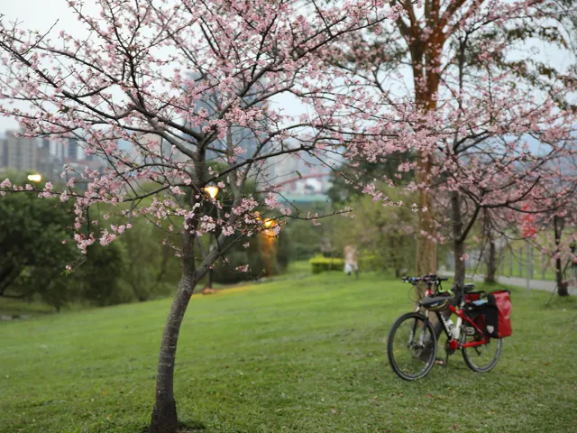 【櫻花季】粉紅大爆發，新北13處賞櫻勝地推薦打卡熱點一次看