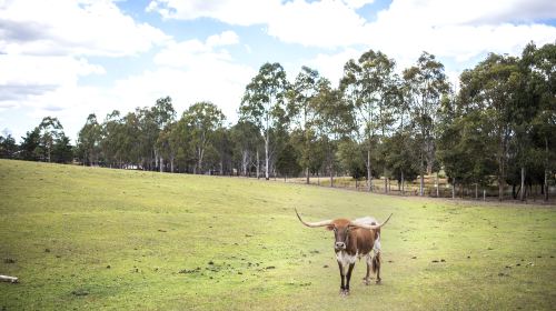 Swagman Country Dining @ Softfoot