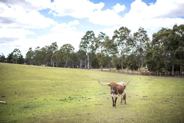 Moshang Swan Castle B&B