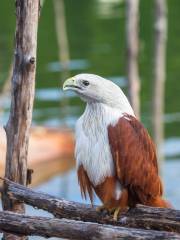 Philippine Eagle Center