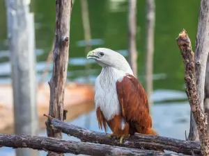 Philippine Eagle Center