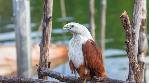 Philippine Eagle Center