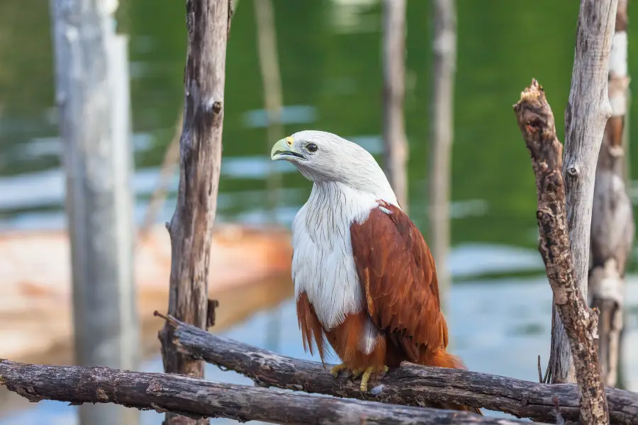 Philippine Eagle Center