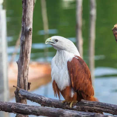 Отели с услугой парковкой в г. Тагум Сити