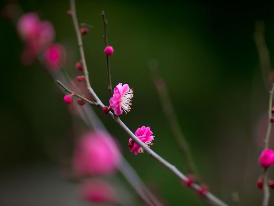 大畲花樂園