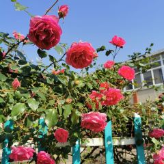 濮塘農家菜館張用戶圖片