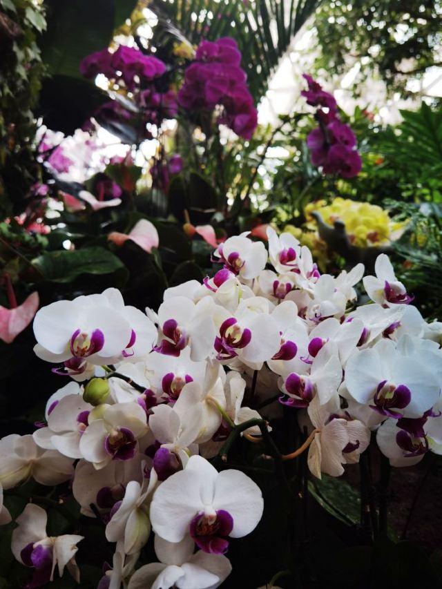 Shanghai Chenshan Botanical Garden