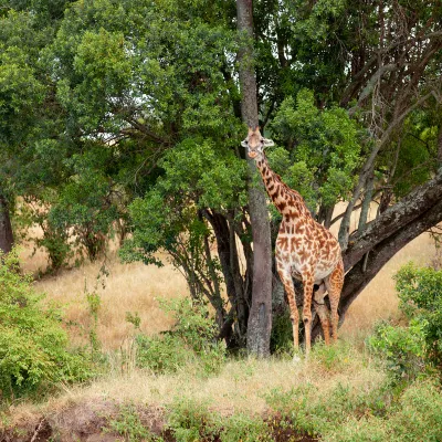 Seronera Wildlife Lodge