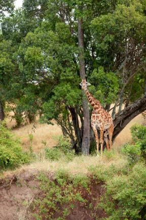 Ahadi Lodge