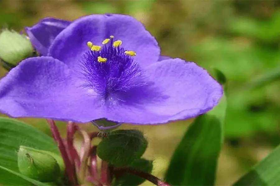 中國科學院桂林植物園