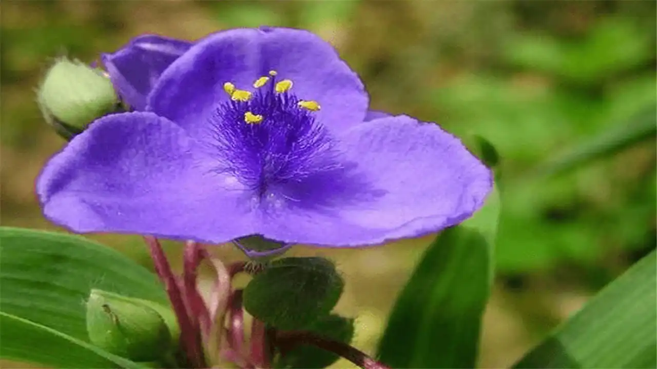 Hotel berhampiran Guilin Botanical Garden