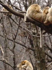 Golden Monkey Nature Reserve