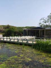 Lotus Garden of East Lake