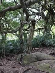 Luan Mountain Forest Museum