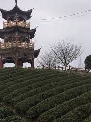 風岡縣知青茶山景區