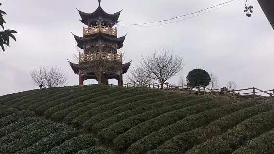 風岡縣知青茶山景區