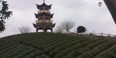 風岡縣知青茶山景區