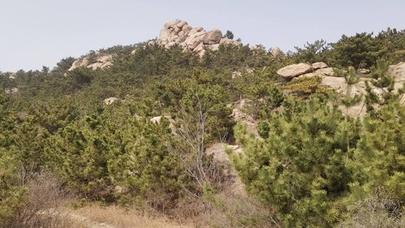 Leopard Bamboo Stream