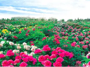 曹州百花園