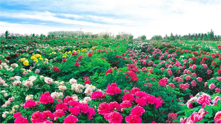 Hotels near Caozhou Bai Garden