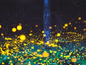 Moganshan Beiye Firefly Scenic Area